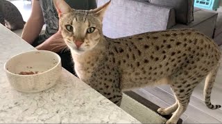 Our Big F2 Savannah Cat Kumba Big Cat Gentle Giant cute cats SavannahCat [upl. by Babara231]