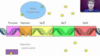 Gene Regulation [upl. by Lovering]