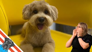 Maltipoo haircut  How to grooming dog [upl. by Arnuad410]