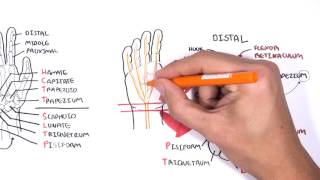 Clinical Anatomy  Hand Wrist palmar aspectflexors [upl. by Bjorn593]