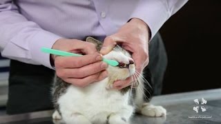 How to Brush Your Cats Teeth  Vet Tutorial [upl. by Anehs]