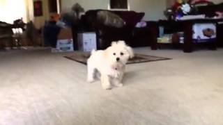 Maltipoo barking [upl. by Susejedairam]