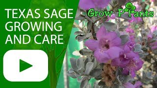 Texas sage  growing and care [upl. by Hayarahs]