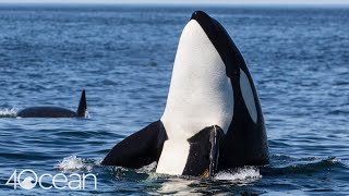 Protecting Killer Whales [upl. by Pagas]