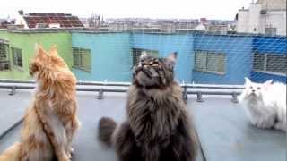 Cute Maine Coons chattering at city birds  pretty funny [upl. by Nimocks]