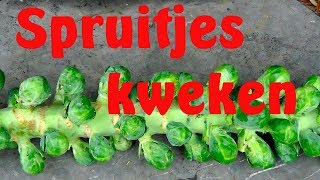 Spruitjes kweken [upl. by Augustine911]