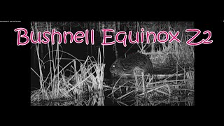 Bushnell Equinox Z2  Night Test In The Swamp [upl. by Ennoval826]