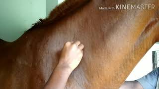 Vet Basics ll Intravenous and Intramuscular injection in horse [upl. by Squier]