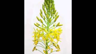 Bulbine frutescens [upl. by Yraccaz659]