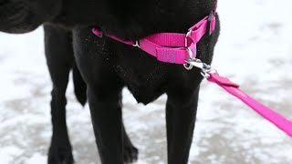 How To Put On A NoPull Dog Harness [upl. by Ybanrab]