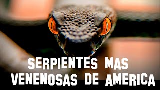 TOP 7  LAS SERPIENTES MAS VENENOSAS DE AMERICA [upl. by Attenreb]