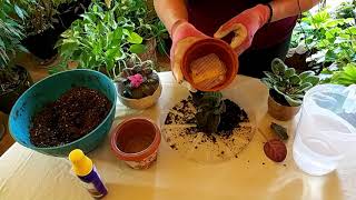 How to Successfully Repot an African Violet [upl. by Hcirdla]