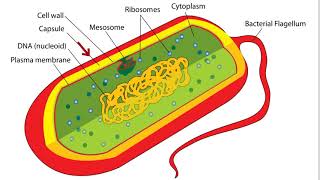 Bacteria Cell Structure [upl. by Annoif]