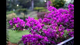 How to increase flowering in Bougainvillea [upl. by Yahska]