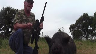 22 LR SubSonic Vs 400 lb Hog Hunt Night VisionSuppressed [upl. by Norahs554]