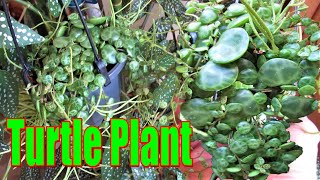 How to grow STRING OF TURTLES Peperomia prostrata [upl. by Sila]