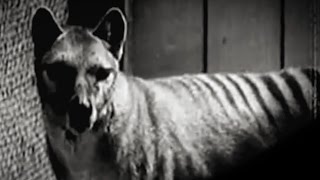 Thylacine extinct species [upl. by Annabel]