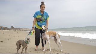 Taking Our Greyhound To The Beach For The First Time [upl. by Jovita]