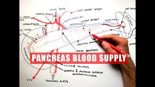 PANCREAS Blood Supply  Anatomy Tutorial [upl. by Lena251]