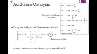 037Catalytic Mechanisms [upl. by Harli563]