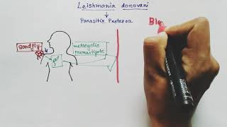 Leishmania donovani Lifecycle  English   Kalaazar  Dumdum fever [upl. by Vincent101]