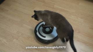 Cat shows HOW TO use iRobot Roomba Vacuum [upl. by Lunseth]