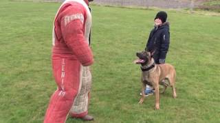 personal  family protection dog training [upl. by Aidnama]