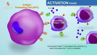 The Humoral Immune Response  Immunology Animations [upl. by Murry]