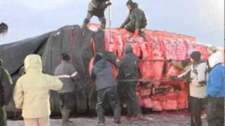 Our Alaska Bowhead whale hunt [upl. by Delfeena138]