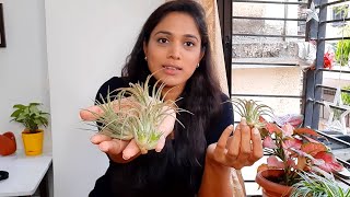 How To Trim amp Clean Your Air Plants  Tillandsia Ionantha  Air Plant Care [upl. by Alemak]