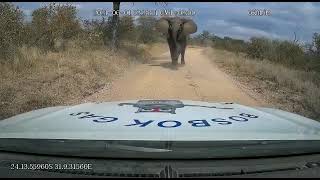 Elephant bull storms bakkie outside Klaserie Limpopo [upl. by Annaoy]