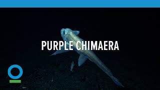 Purple Chimaera [upl. by Buskirk]