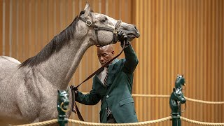 Keeneland September Sale quotThe largest and most important thoroughbred auction in the worldquot [upl. by Ayahs410]