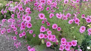 Blooming Cosmos flowers [upl. by Debora]