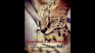 Savannah Cat Purring  8H Comforting Sounds for RelaxationConcentration or SleepWhite Noise  ASMR [upl. by Blount210]