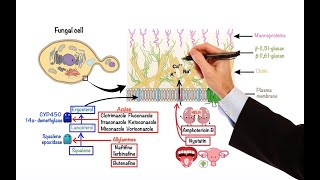 Pharmacology – ANTIFUNGAL DRUGS MADE EASY [upl. by Mansfield]