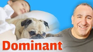 How to stop your dog from being dominant [upl. by Lianna]