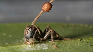 Science Bulletins Fungus Brainwashed Ancient Ants [upl. by Yelhak]