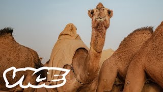 Camel Racing in Saudi Arabia A Million Dollar Industry [upl. by Liek]