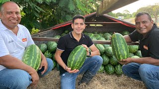 Cosecha de sandia  Variedad Sunsugar  Aprovechamiento de la tierra [upl. by Kial750]