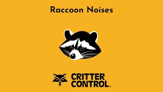 Raccoon Noises  What Sound Do Raccoons Make  Raccoon Chattering [upl. by Ailedroc]