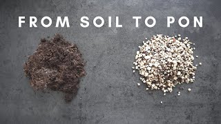 How To Transfer Plants From Soil To Lechuza Pon  Easy Plant Care Tricks  Planting Plants  Pumice [upl. by Roseanne]