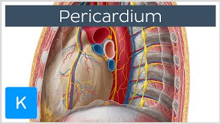 Pericardium  Definition Function amp Layers  Human Anatomy  Kenhub [upl. by Tye128]