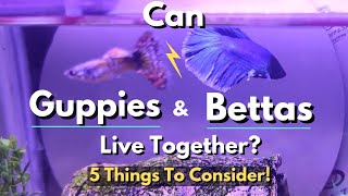 Can Guppies And Bettas Live Together 5 Things To Consider [upl. by Warila]