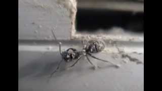 Blow ants diatomaceous earth [upl. by Nyved]