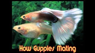 How Guppies Mating for educational purposes only [upl. by Ronica997]