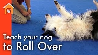 Teach Your Dog to Roll Over [upl. by Nosylla]