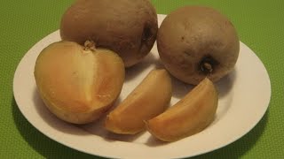 How to Eat Sapodilla Sapota Chikoo Chiku Naseberry Chico Fruit [upl. by Anilrac]