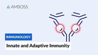 Innate and Adaptive Immunity Types of Immune Responses Short version [upl. by Weywadt510]