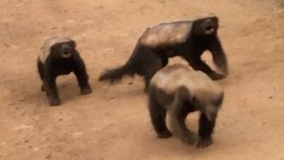 3 Honey Badgers Fighting in the Road [upl. by Erdeid]